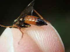 Tenthredopsis nassata