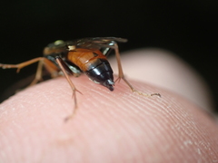 Tenthredopsis nassata