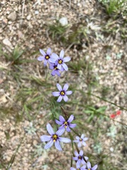 Sisyrinchium platense