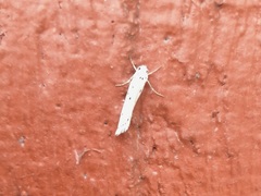 Ethmia terminella