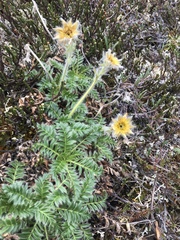 Geum glaciale