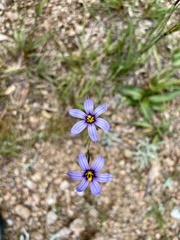 Sisyrinchium platense