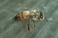 Apis mellifera