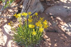 Stenotus armerioides