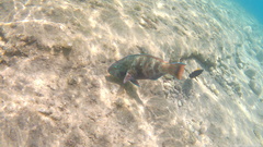 Scarus fuscopurpureus