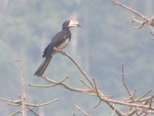 Congo Pied Hornbill