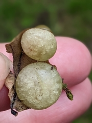 Neuroterus quercusbaccarum
