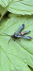 Synanthedon culiciformis