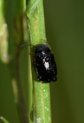 Cryptocephalus flavipes