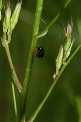 Cryptocephalus flavipes