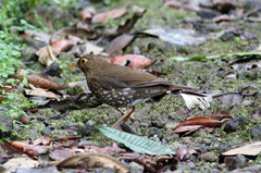 Turdus lherminieri