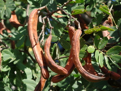 Libidibia ferrea ferrea