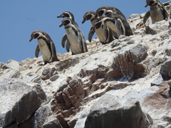 Spheniscus humboldti