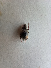Sciaphobus squalidus