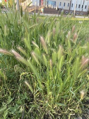 Hordeum murinum