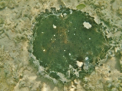 Spongia tubulifera