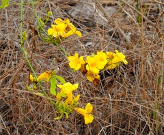 Adenocalymma inundatum