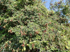 Libidibia ferrea ferrea