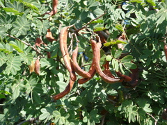 Libidibia ferrea ferrea