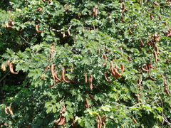 Libidibia ferrea ferrea