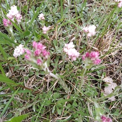Antennaria dioica