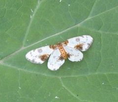 Abraxas sylvata