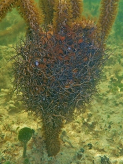 Astrophyton muricatum