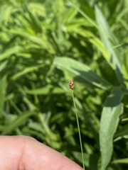 Eleocharis tenuis verrucosa