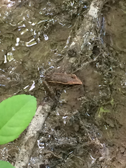 Lithobates sphenocephalus
