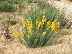 Lebeckia sepiaria