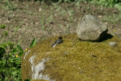 Junco hyemalis