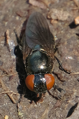 Chrysogaster solstitialis