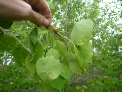 Phyllocoptes didelphis