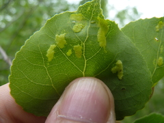 Phyllocoptes didelphis