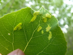 Phyllocoptes didelphis