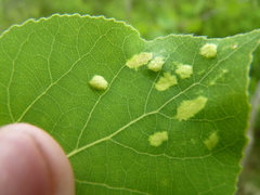 Phyllocoptes didelphis