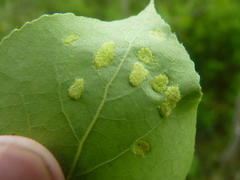 Phyllocoptes didelphis