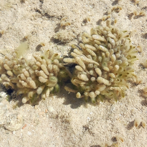 Batophora occidentalis observed 2022-06-07