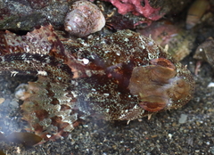 Hemilepidotus hemilepidotus