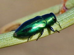 Chrysobothris prasina