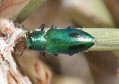 Chrysobothris prasina