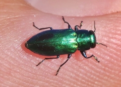 Chrysobothris prasina