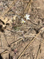 Leptosiphon breviculus