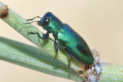 Chrysobothris prasina