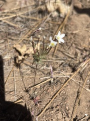 Leptosiphon breviculus