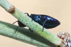 Chrysobothris prasina
