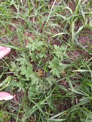 Leonurus quinquelobatus