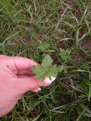 Leonurus quinquelobatus