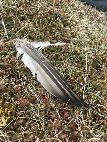 Plume de Canard pilet
