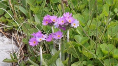 Primula laurentiana